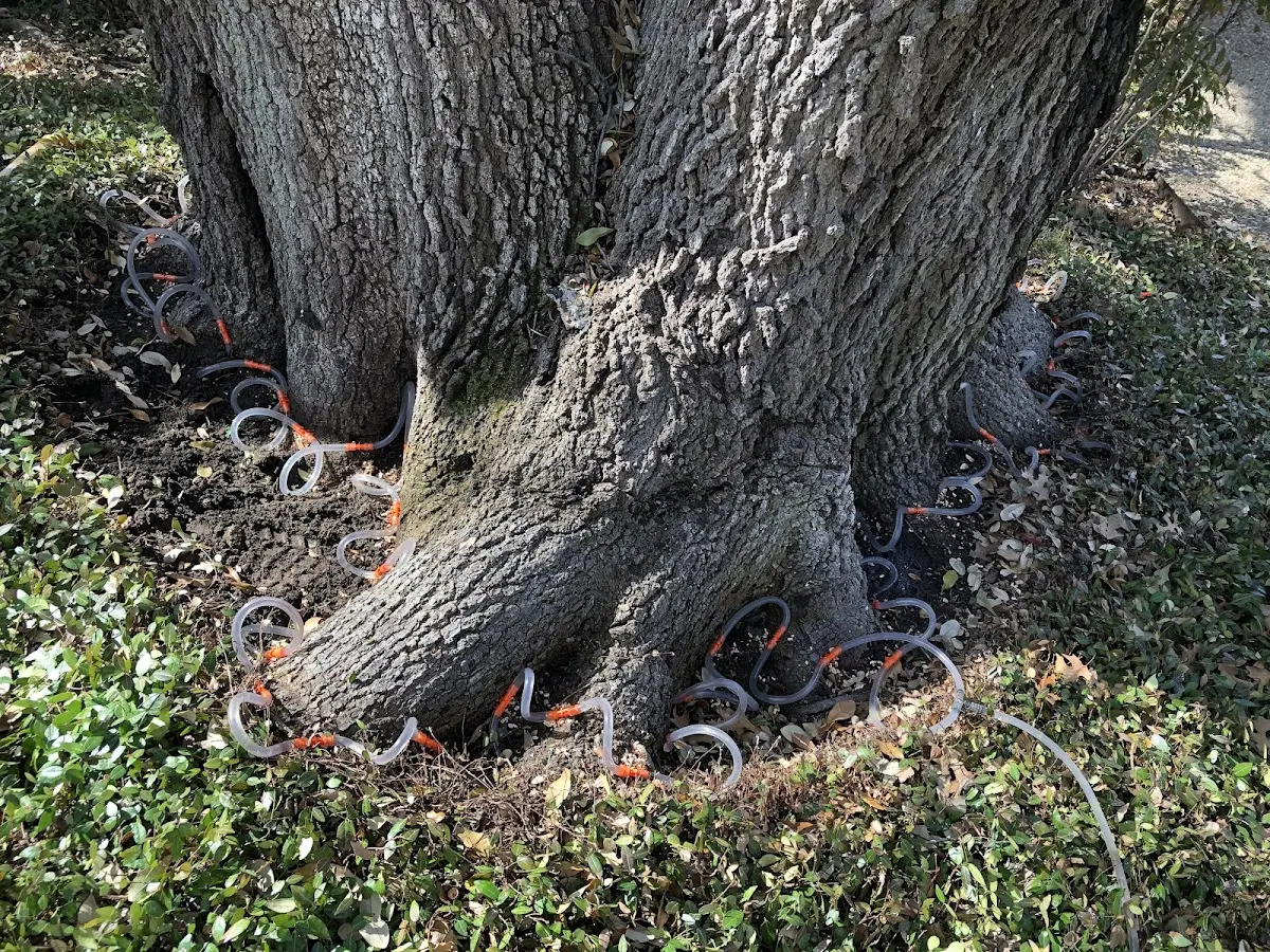 Detailed Tree Cabling and Bracing job site in Fort Gay