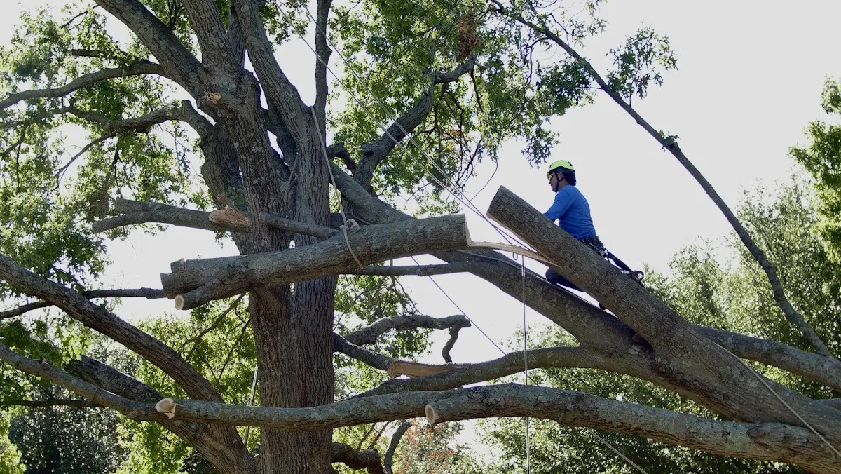 Professional Crown Thinning performed by certified arborists in Fort Gay