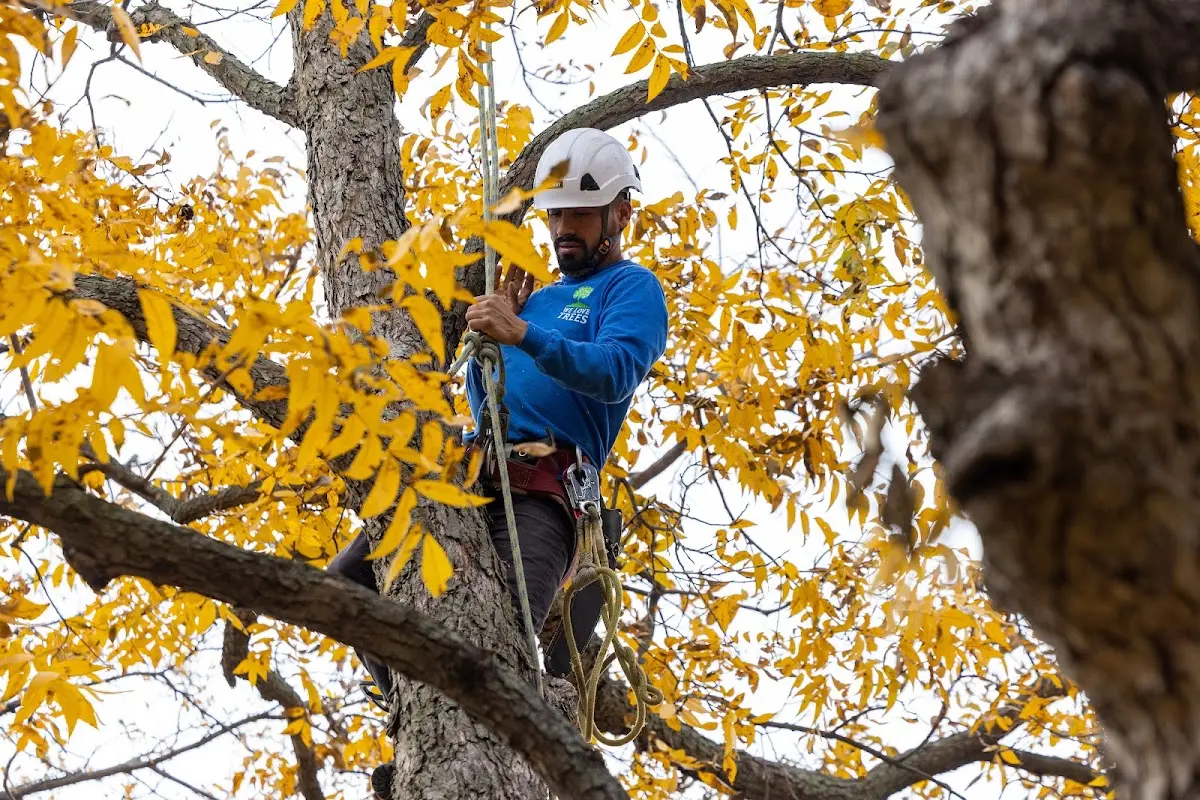 Skilled Tree Pruning crew working in Fort Gay
